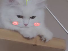 -宠爱国际动物医院· 猫科· 外科·中兽医(长白店)