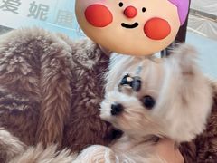 -爱妮康宠物医院·干细胞免疫细胞·肿瘤·心脏(张江店)