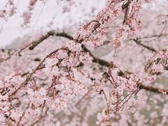 -上海辰山植物园