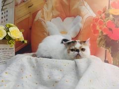 -爱洗澡的猫(望京店)