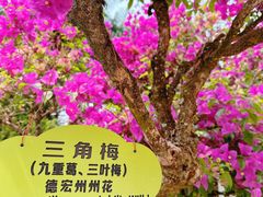 -云南勐巴娜西珍奇园