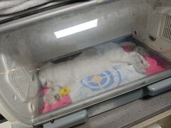 -半岛宠物医院24小时·内窥镜·牙科·碎石中心(府城大道店)