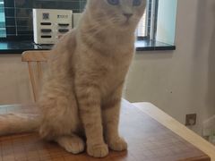 -楼上猫咖(罗湖店)