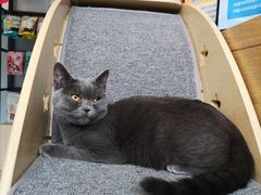 -伟伟宠物医院·瑞派猫友好医院·猫科(光谷店)