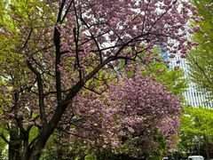 -北海道厅旧本厅舍(旧本庁舎)