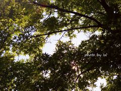 -亮马河饭店翠雅咖啡厅