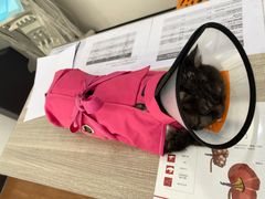 -荔康动物医院(康王北路店)