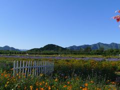 -北京东方普罗旺斯薰衣草庄园
