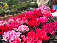 -三圣花乡旅游区