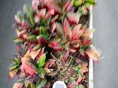 -阿伟海鲜楼·福建菜(涵江店)