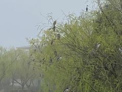 -新江湾城公园