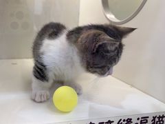 -小猫来了·猫舍(红山六九七九店)