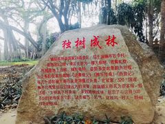 -瑞丽独树成林风景区