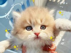 -东方名猫馆·英短金渐层布偶猫舍(环线广场1号楼店)