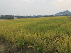 -光明小镇欢乐田园