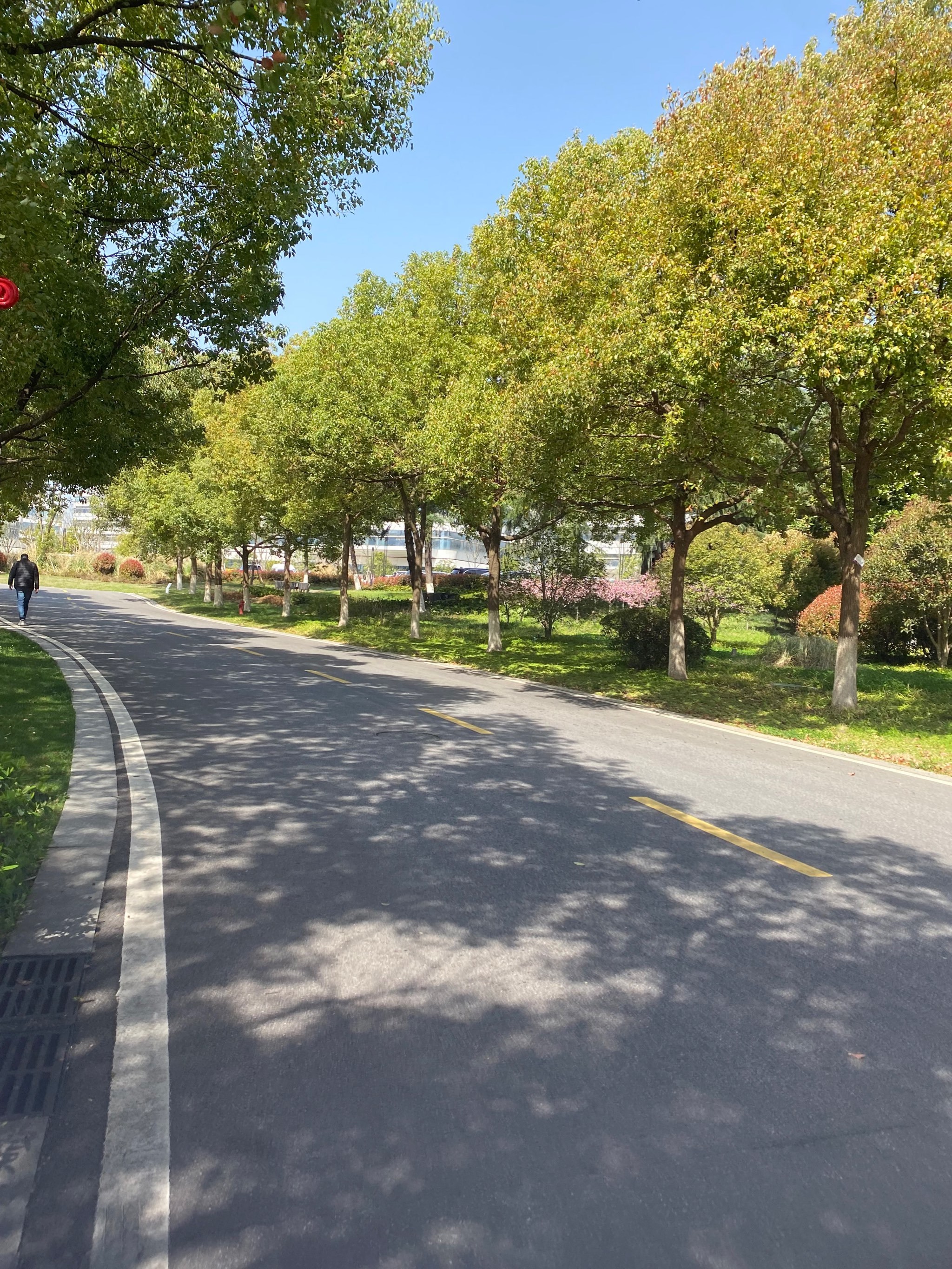 香樟树在马路两旁是一种常见的绿化树种,尤