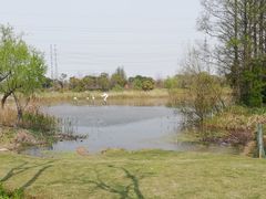 -上海长兴岛郊野公园