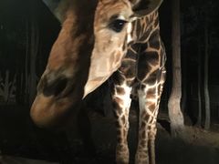 -清迈夜间动物园