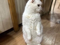 -猫小院猫主题餐厅(南锣旗舰店)