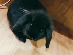 -猫猫幼稚园·撸猫·桌游·电玩