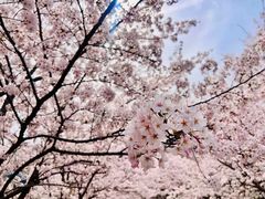 -高东镇樱花园