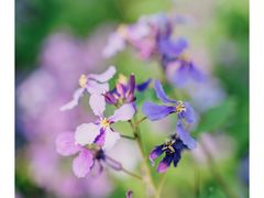 -合肥滨湖国家森林公园