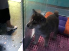 -龟与熊猫宠物公园(南坪店)