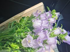 -曲阳花鸟市场(曲阳路店)