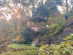 -南山植物园
