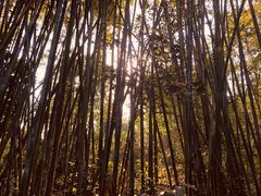 -大屏嶂森林公园