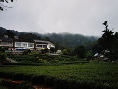 -龙井村