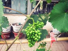 -庞各庄翠芳园西瓜蔬菜基地采摘园