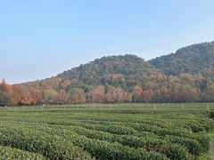 -中国茶叶博物馆(双峰馆区)