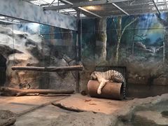 -清迈夜间动物园