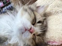 -老吴的猫·猫舍(新区店)