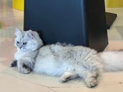 -平行世界·猫咖(首经贸店)