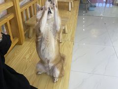 -柴源莊·柴小宠柴犬咖啡