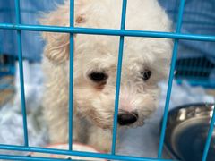 -博特宠物医院24h犬猫全科.骨科·异宠