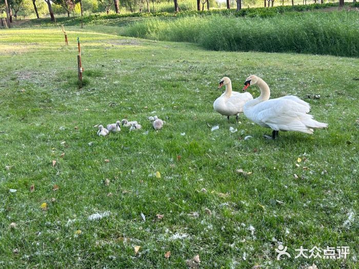 北龙湖湿地公园图片