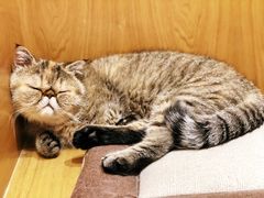 -滚猫咖啡·猫咖·猫友好撸猫(未来城店)