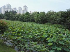 -重庆长寿碧桂园凤悦凤凰酒店