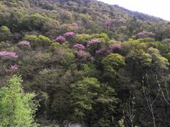 -黑河国家森林公园