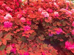 -洛阳市隋唐城遗址植物园