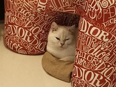 -美联众合动物医院·24h转诊中心
