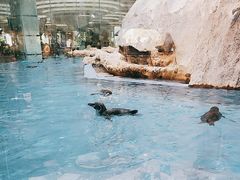 -帝企鹅自助餐厅•儿童岛•真企鹅(长隆企鹅酒店)