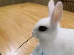 -藦茜花园宠物主题亲子互动体验馆(国顺东路店)