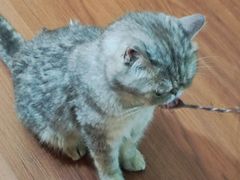-楼上猫咖(罗湖店)