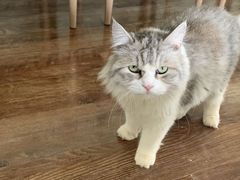 -这儿没有猫·猫咖萌宠馆·撸猫