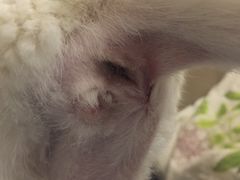 -纳吉亚猫专科动物诊疗中心(蒋宅口分院)