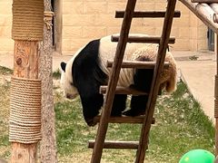 -石家庄市动物园